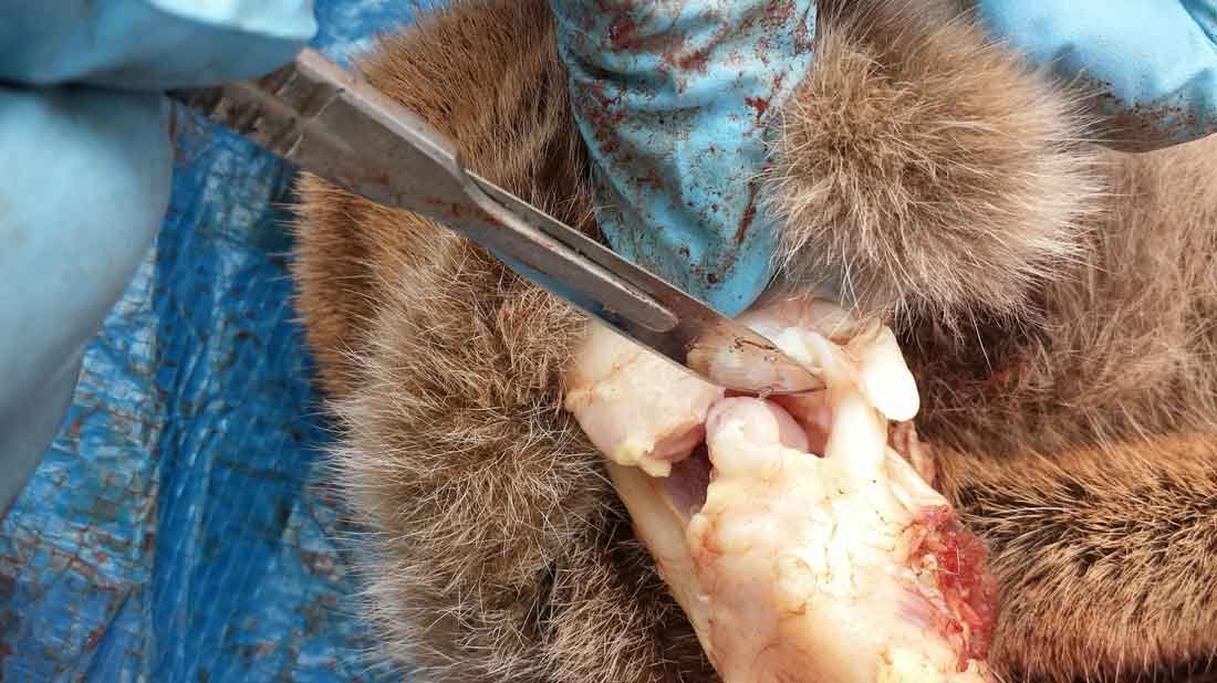 Ray Wiens Taxidermy & Tannery