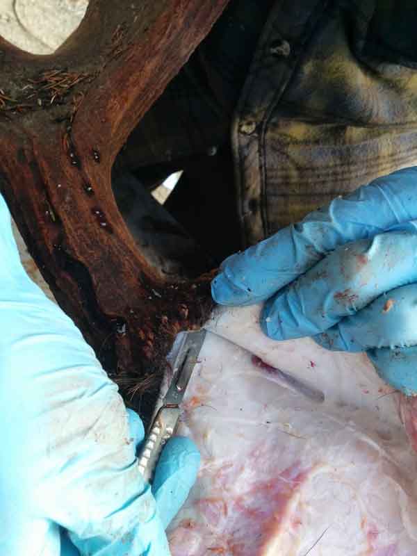 Ray Wiens Taxidermy & Tannery