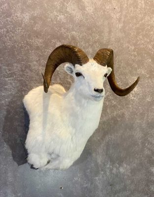 dall-sheep-shoulder-mount-ray-wiens-taxidermy-merritt-bc