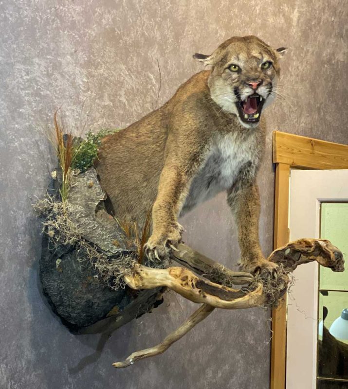 hissing-cougar-life-size-mount-ray-wiens-taxidermy with habitat