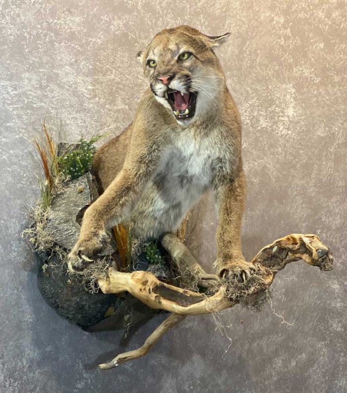 hissing-cougar-life-size-mount-ray-wiens-taxidermy with habitat