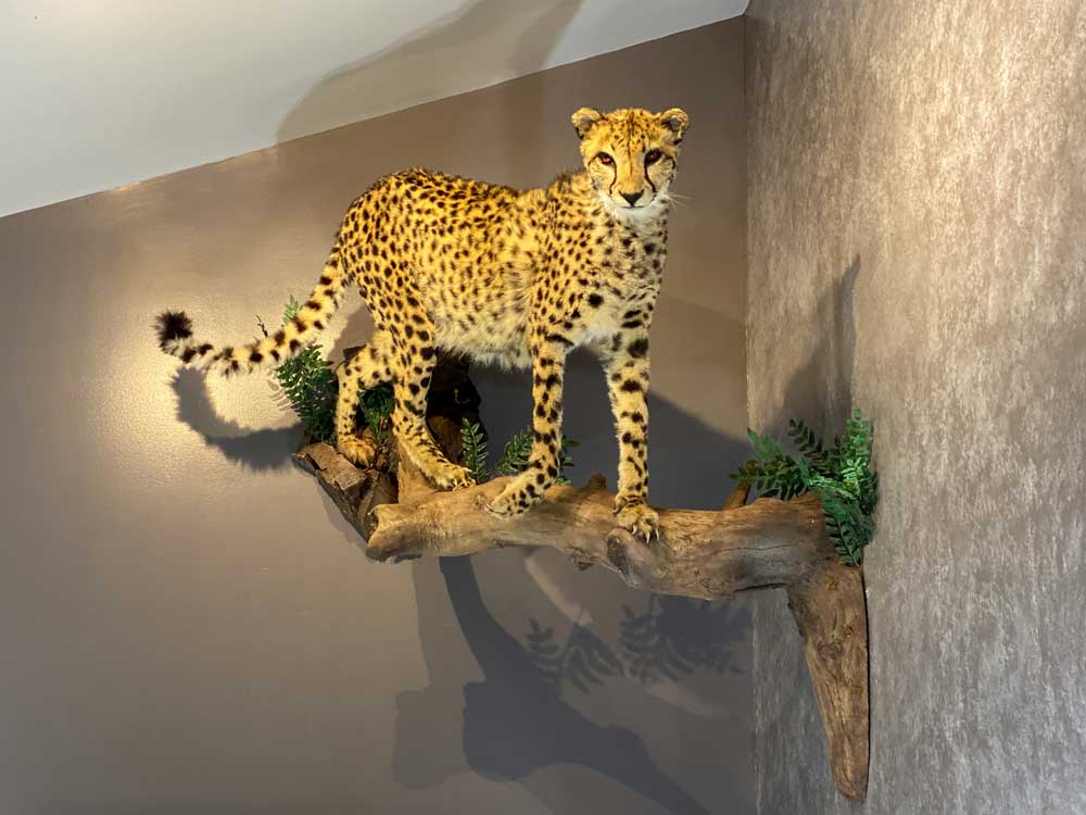 life-size-cheetah-wild-cat-taxidermy-british-columbia