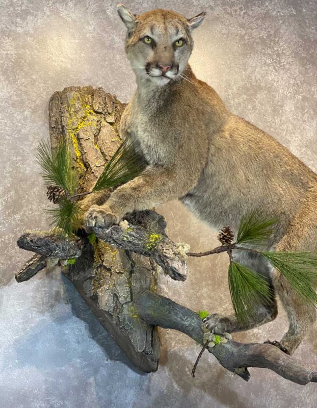 life-size-cougar-mount-ray-wiens-taxidermy