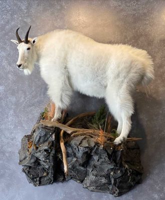 life-size-goat-mount-taxidermist-british-columbia