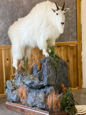 life-size-goat-mounted-by-ray-wiens-taxidermy-bc