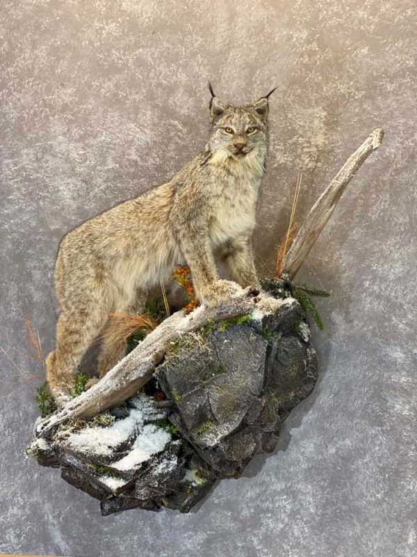 life-size-lynx-floor-mount-taxidermy-ray-wiens-british-columbia