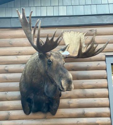 moose-shoulder-mount-ray-wiens-taxidermy