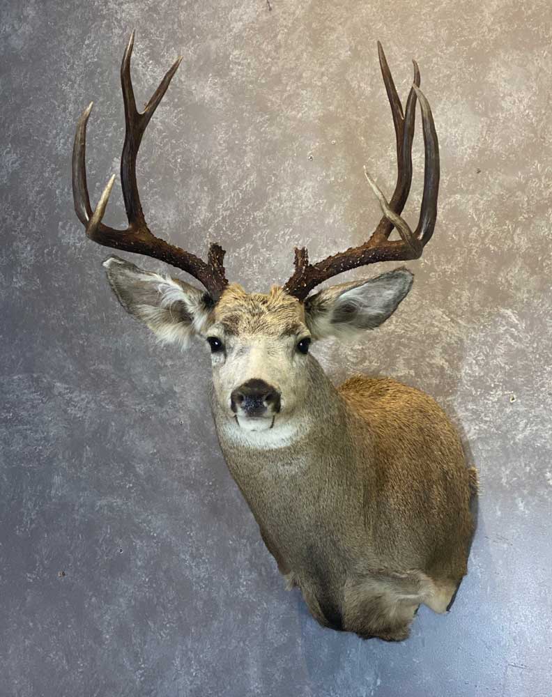 Deer & Pronghorn – Ray Wiens Taxidermy & Tannery