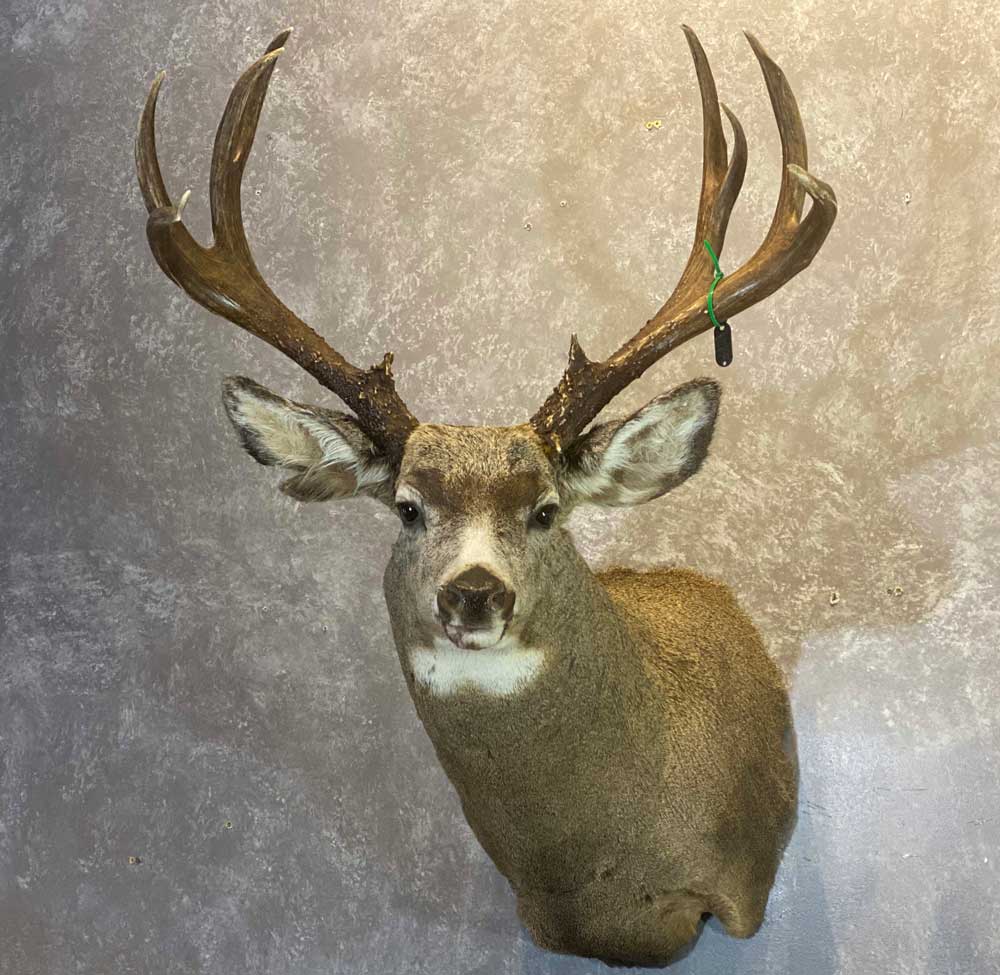 Deer & Pronghorn – Ray Wiens Taxidermy & Tannery