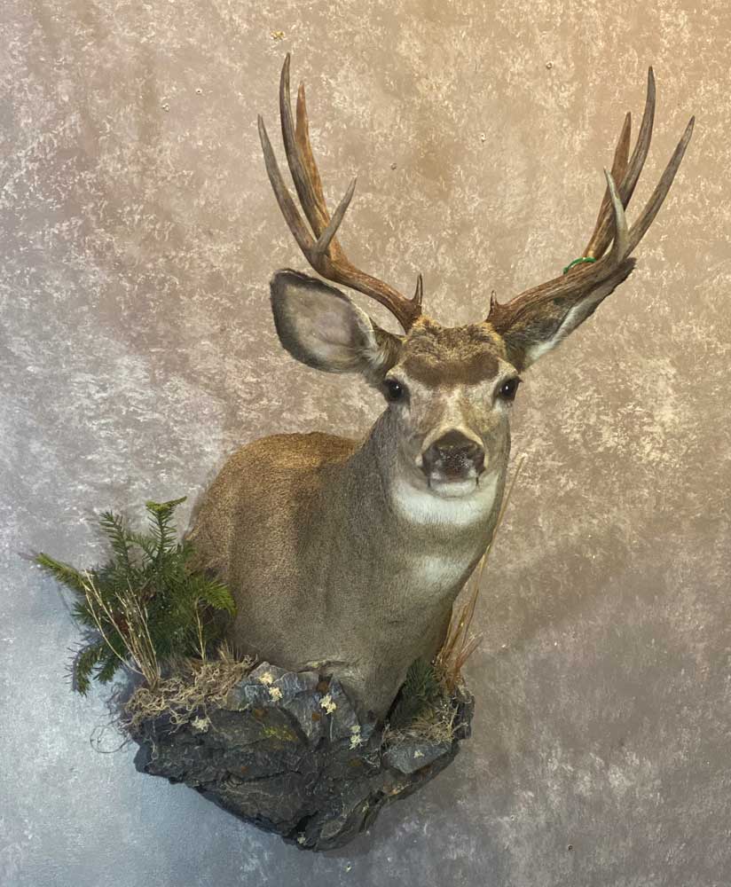 Deer & Pronghorn – Ray Wiens Taxidermy & Tannery