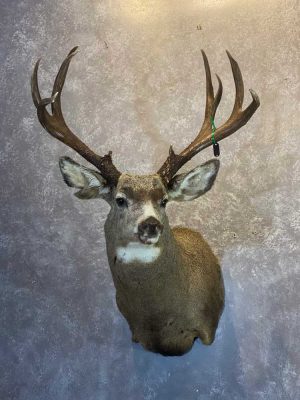 mule-deer-shoulder-mount-taxidermist-british-columbia