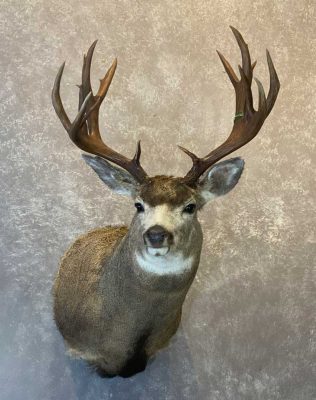 non-typical-mule-deer-shoulder-mount-ray-wiens-taxidermy