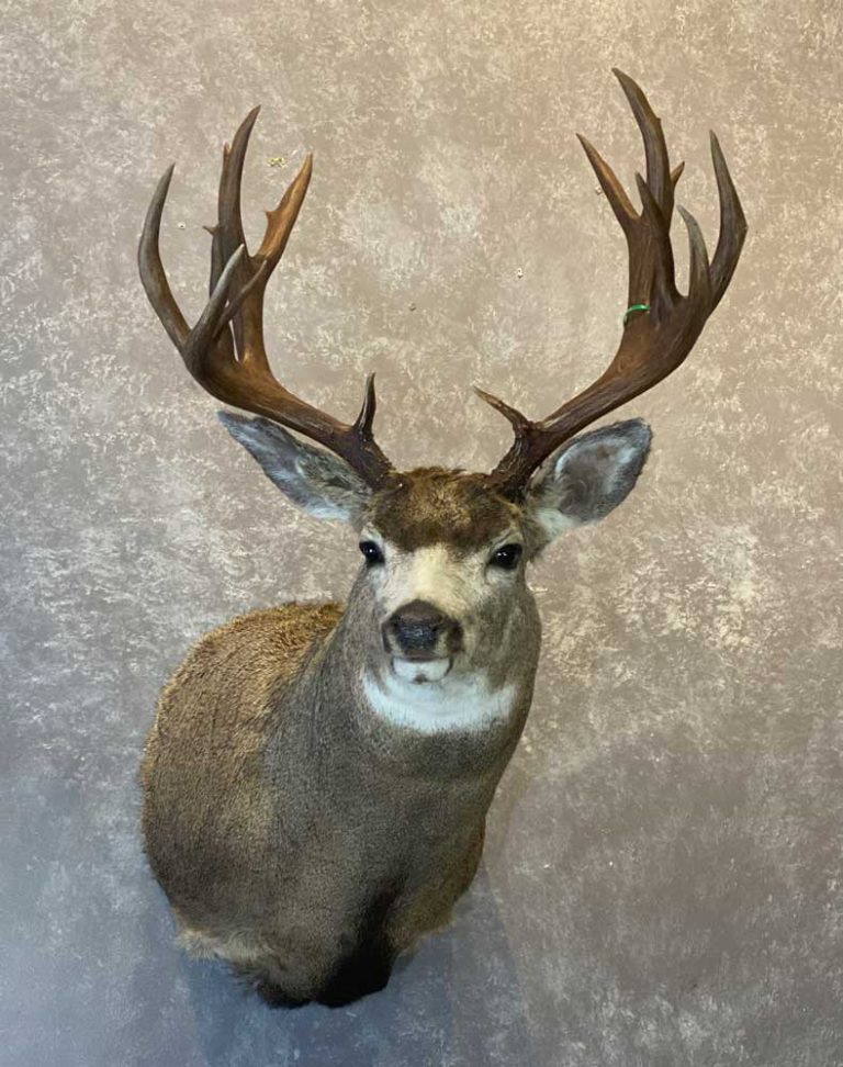 Deer & Pronghorn – Ray Wiens Taxidermy & Tannery