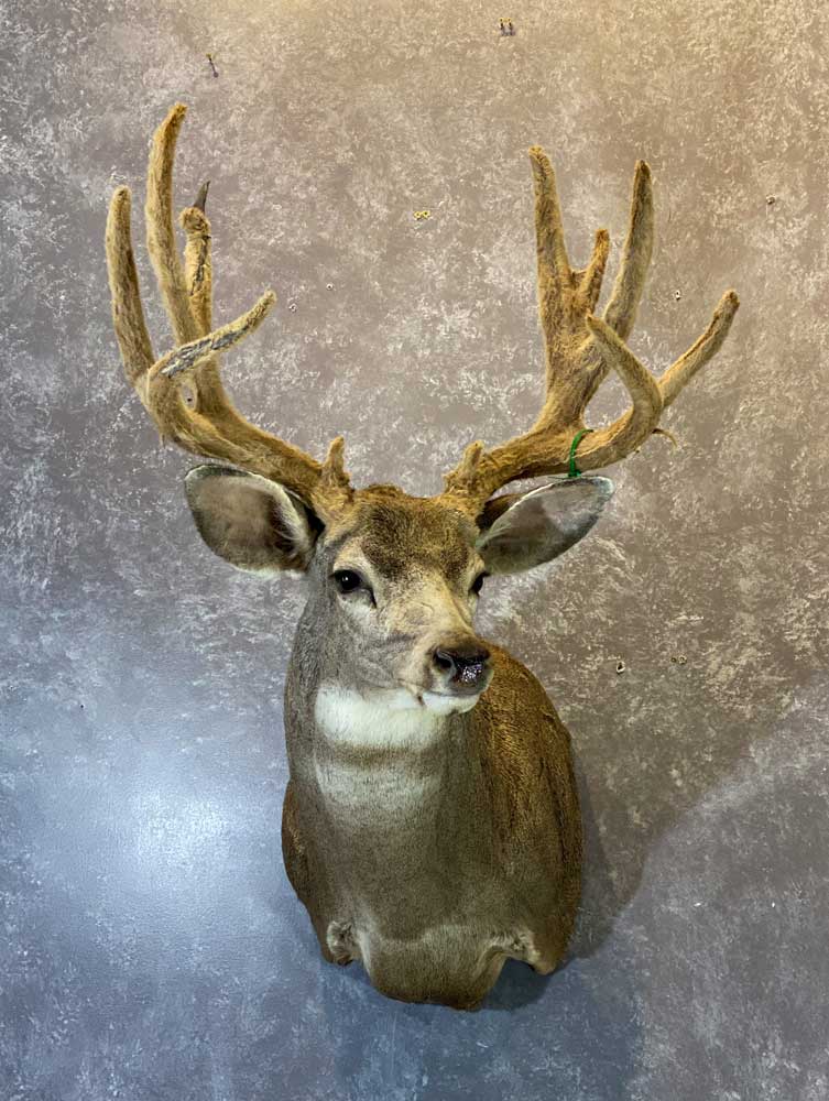 Deer & Pronghorn – Ray Wiens Taxidermy & Tannery