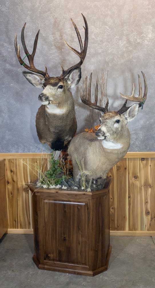 Deer & Pronghorn – Ray Wiens Taxidermy & Tannery