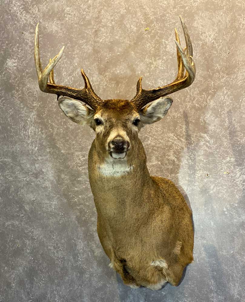 Deer & Pronghorn – Ray Wiens Taxidermy & Tannery