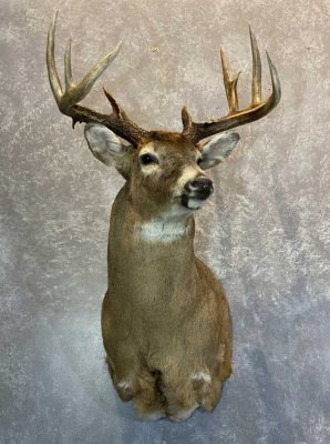 whitetail-shoulder-mount-ray-wiens-taxidermist-bc