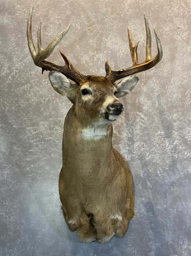 Deer & Pronghorn – Ray Wiens Taxidermy & Tannery