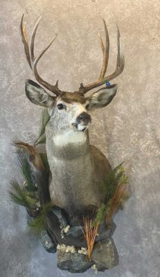 whitetail-shoulder-mount-ray-wiens-taxidermist-bc