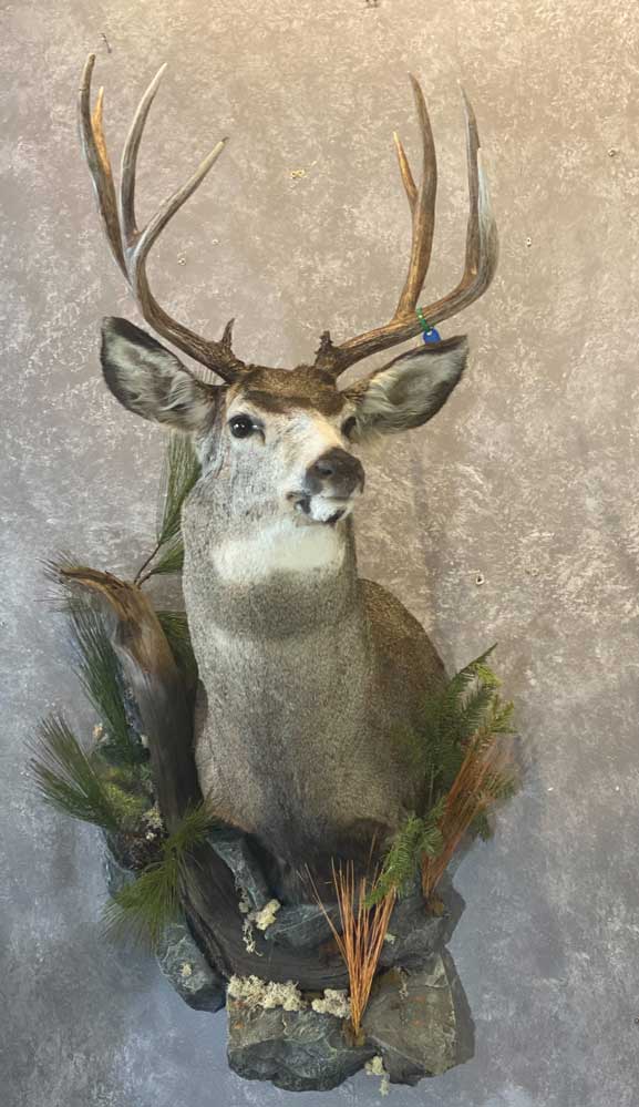 Deer & Pronghorn – Ray Wiens Taxidermy & Tannery