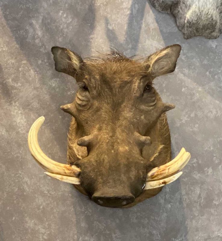 Ray Wiens Taxidermy & Tannery