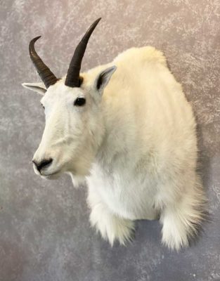 wild-goat-shoulder-mount-ray-wiens-taxidermist