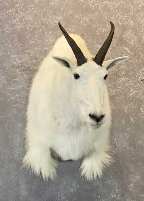 wild-goat-shoulder-mount-ray-wiens-taxidermist