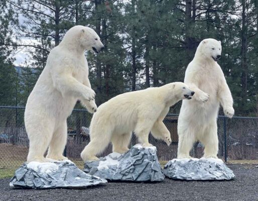 3-lifesize-polar-bears-ray-wiens-taxidermy-bc