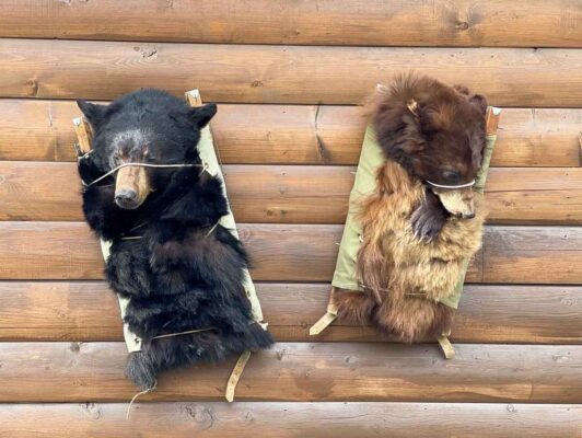 bear-packboard-mount-taxidermy-british-columbia