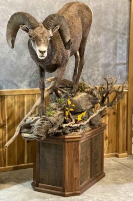 big-horn-lifesize-mount-with-habitat-pedestal-ray-wiens-taxidermy-bc