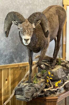 big-horn-lifesize-mount-with-habitat-pedestal-ray-wiens-taxidermy-bc