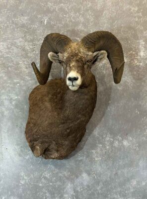 big-horn-sheep-shoulder-mount-ray-wiens-taxidermy-bc