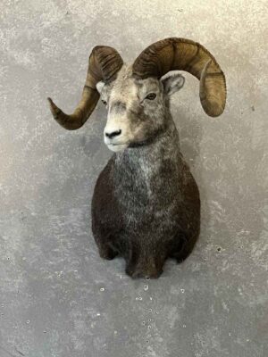 big-horn-sheep-shoulder-mount-ray-wiens-taxidermy-bc