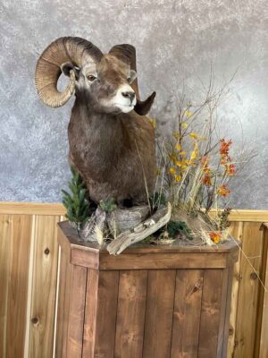 big-horn-sheep-shoulder-mount-taxidermy-british-columbia