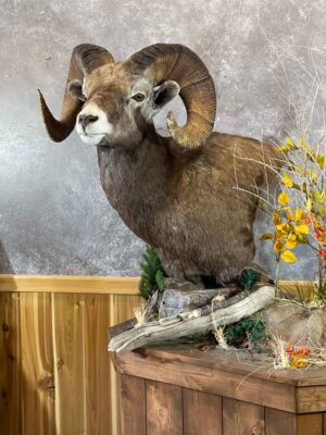 big-horn-sheep-shoulder-mount-taxidermy-british-columbia