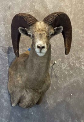 big-horn-sheep-shoulder-mount-taxidermy-british-columbia