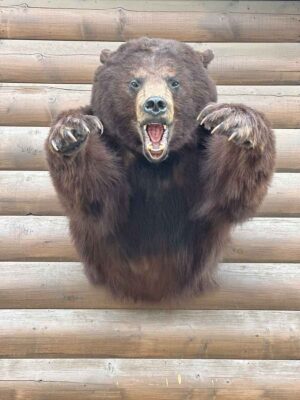 black-bear-brown-color-phase-half-mount-taxidermy-british-columbia