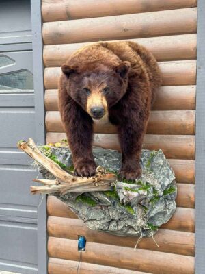 black-bear-brown-color-phase-half-mount-taxidermy-british-columbia