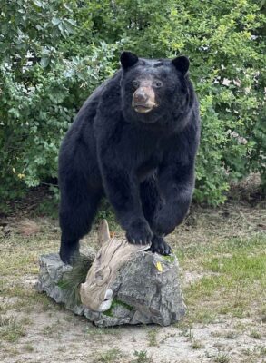 black-bear-lifesize-mount-ray-wiens-taxidermy-bc