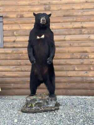 black-bear-lifesize-mount-standing-taxidermy-british-columbia