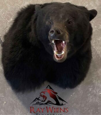 black-bear-shoulder-mount-taxidermy-british-columbia