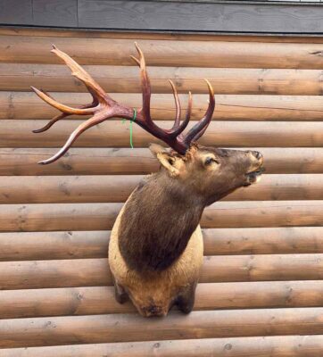 bull-elk-bugling-wall-mount-ray-wiens-taxidermy-bc