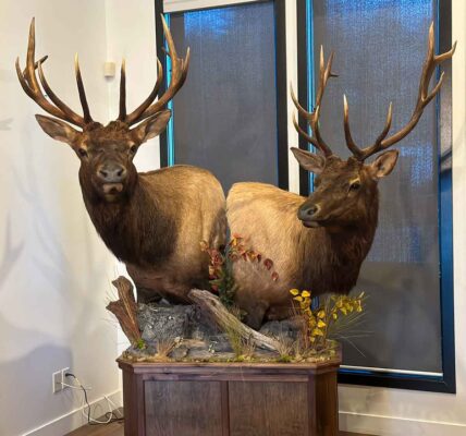 bull-elk-double-pedestal-shoulder-mount-ray-wiens-taxidermy-bc