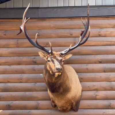 bull-elk-shoulder-mount-taxidermy-british-columbia