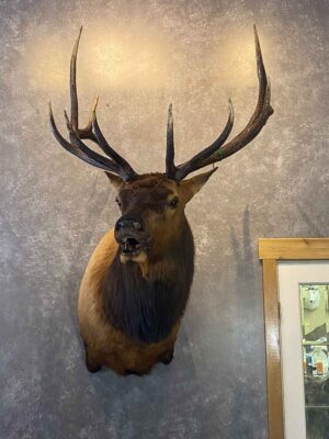 bull-elk-shoulder-mount-taxidermy-british-columbia