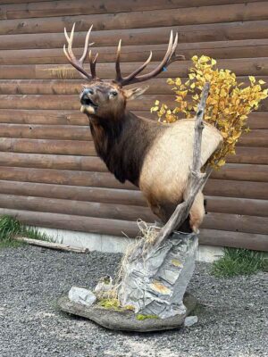 bull-elk-shoulder-mount-taxidermy-british-columbia