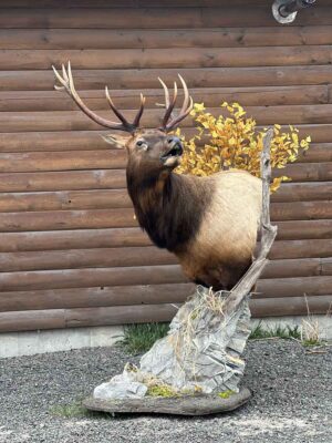 bull-elk-shoulder-mount-taxidermy-british-columbia