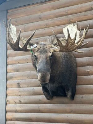 bull-moose-shoulder-mount-taxidermy-british-columbia