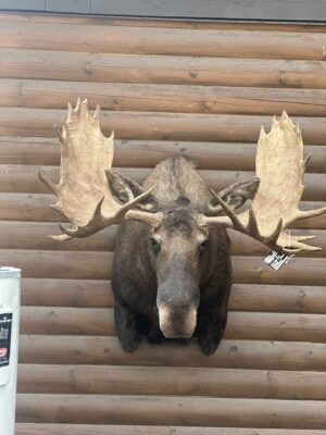 bull-moose-shoulder-mount-taxidermy-british-columbia