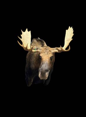 bull-moose-shoulder-mount-taxidermy-british-columbia